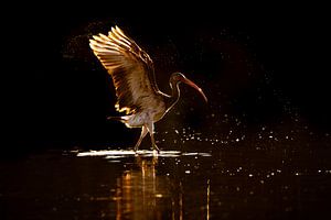 Éblouissement au coucher du soleil | Danse aquatique de l'ibis blanc