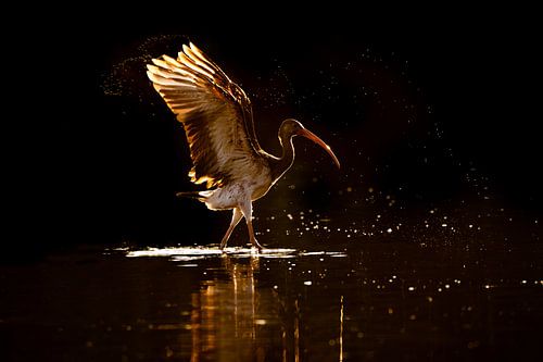 Schittering bij Zonsondergang Waterdans van de witte ibis