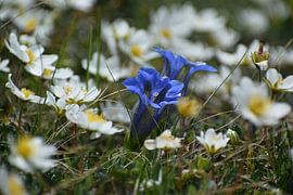 Blossoming blue alpine gentian by Christian Peters
