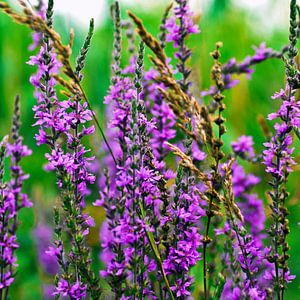 Leuchtende Wildblüten in Pink auf der Sommerwiese