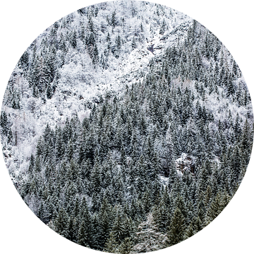Winterbos in de bergen van Frank Herrmann