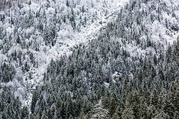 Winterbos in de bergen