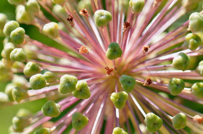 Ornamental leek by Violetta Honkisz