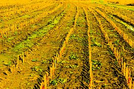 Maïs sur Studio Kunsthart