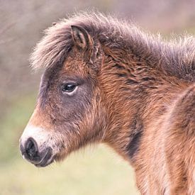 Portret Exmoor Pony van Dirk-Jan Steehouwer