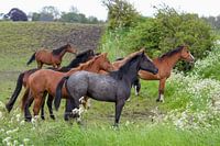 Horses