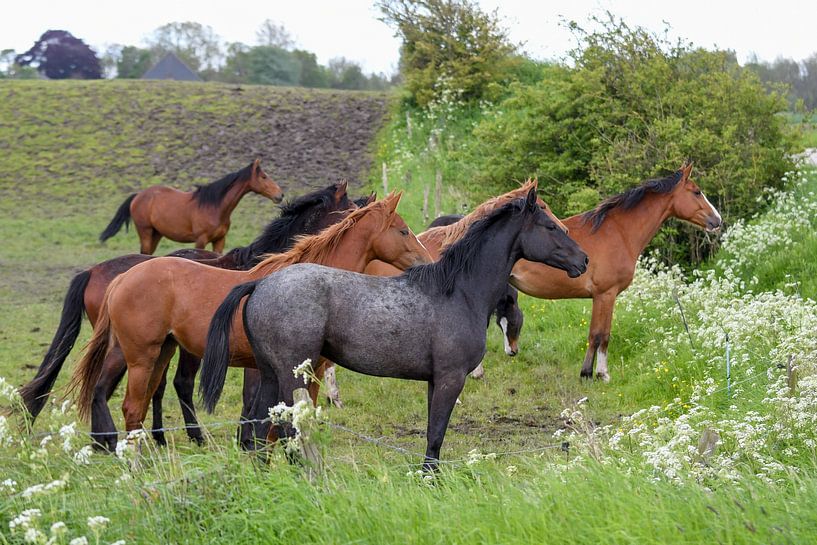 Paarden / Horses van Henk de Boer