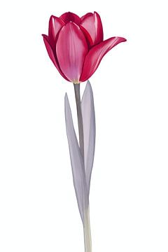 Tulipe de velours sur De Muurdecoratie