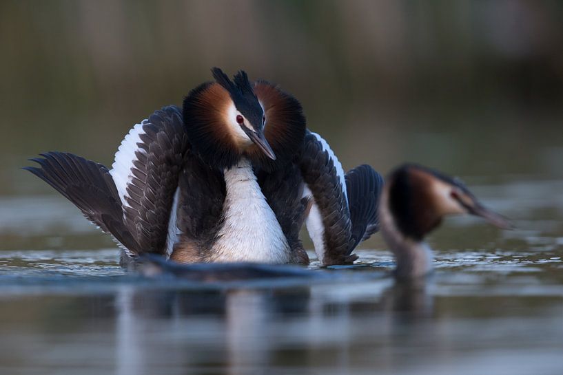 la plus belle partie de la parade nuptiale... Grèbe huppé ( Podiceps cristatus ), par wunderbare Erde