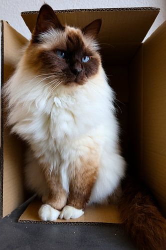 Schokoladenspitze Heilige Birma in Box