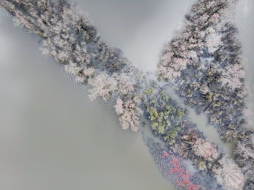 drawing with trees part 1 van Lex Scholten