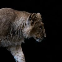 Queen of the jungle