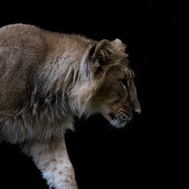 Königin des Dschungels von Ineke Verbeeck