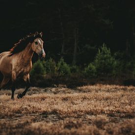 Cheval sauvage sur Michelle LaSanto