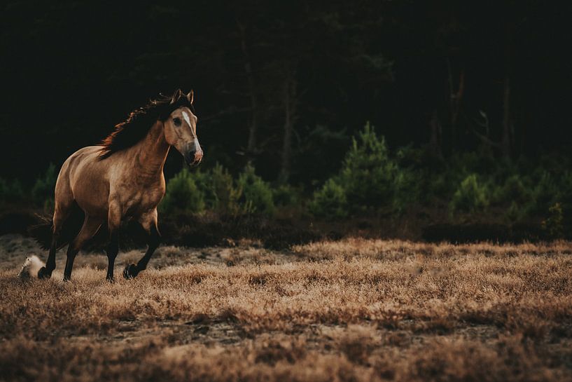 Wild horse by Michelle LaSanto