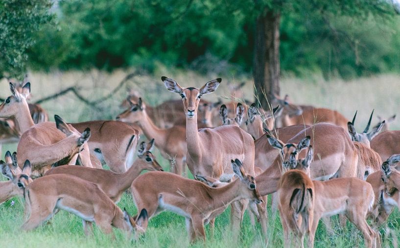 Gruppe von Impalas in Farbe | Reisefotografie | Südafrika von Sanne Dost