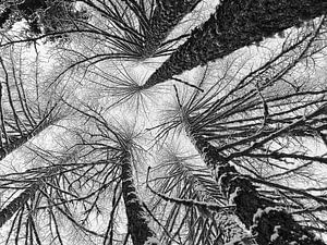 Besneeuwde bomen van Menno Boermans