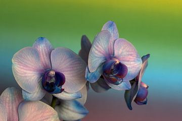 closeup of a purple-pink orchid against a coloured background by W J Kok
