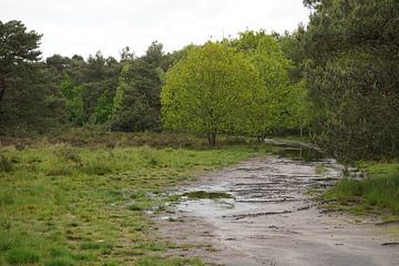 Stiphout woods by Madeltijntje