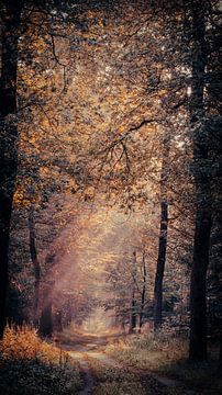 Haagse bos van Richard Kamphuis