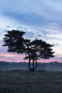 Lever du soleil sur l'arbre solitaire à Heidestein Utrechtse Heuvelrug. sur Peter Haastrecht, van