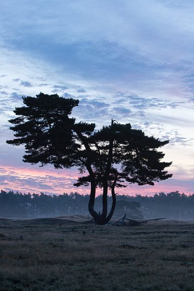 Sunrise the lone tree at Heidestein Utrechtse Heuvelrug. by Peter Haastrecht, van