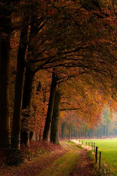 Langs het tuinpad van.... van Jenco van Zalk