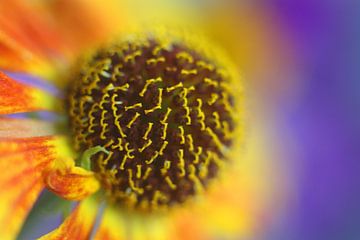 Zonnebloem van Helmut Neumann Blütenfotografie
