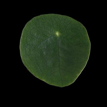 Pannenkoekenplant