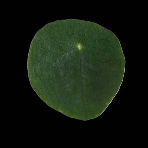 Pannenkoekenplant