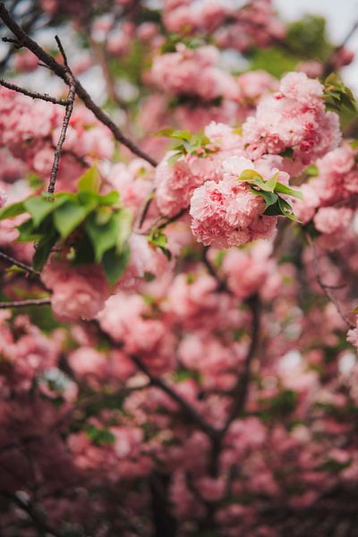 Les cerisiers en fleurs au Japon : l'éveil du printemps par NZME Photography