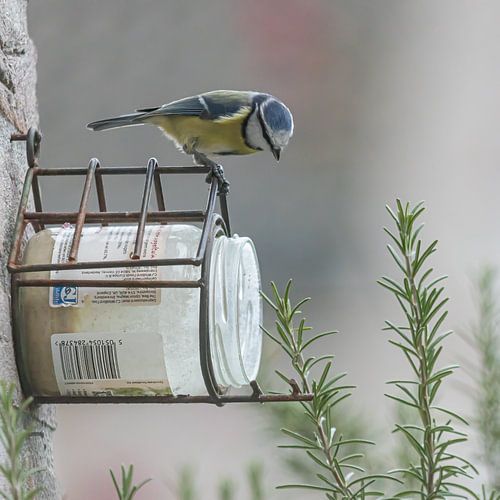 Pimpelmees bovenop Pindakaaspot.