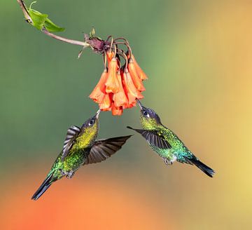 Kolibrie Talamanca in Costa Rica van Rob Kempers
