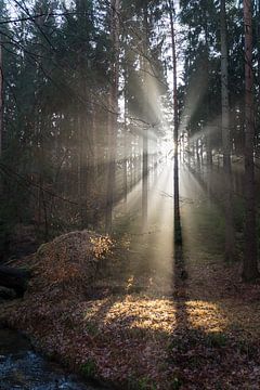 Lumière d'hiver dans la forêt 3