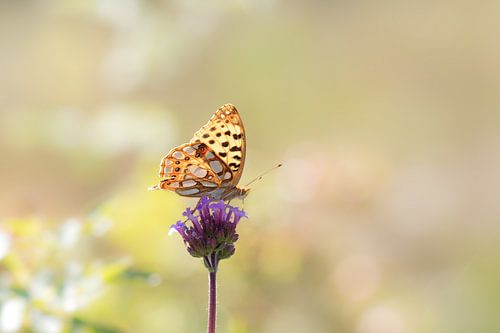 Kleine parelmoervlinder op ijzerhart