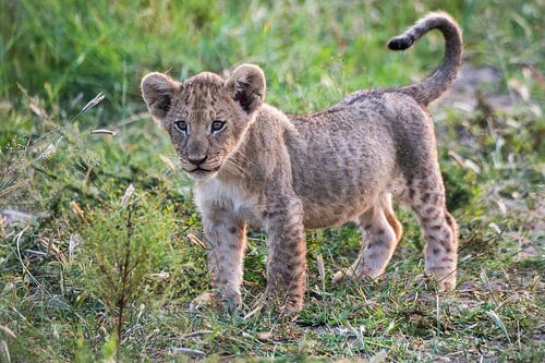 Lief leeuwenwelpje  in de natuur van Afrika van Chi