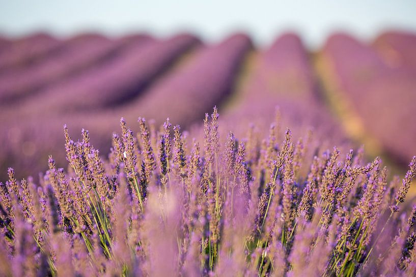 Champ de lavande de Provence par Uwe Merkel