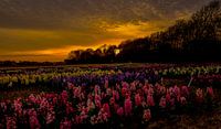 Hyacinthen bij zonsondergang 