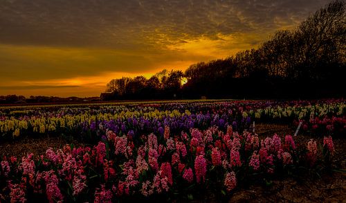 Hyacinthen bij zonsondergang  von Eric Veenboer