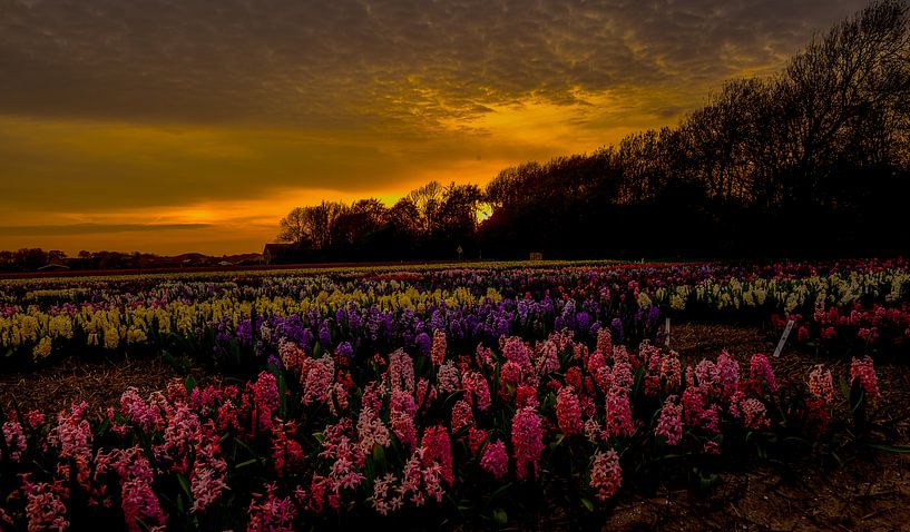 Hyacinthen bij zonsondergang  van Eric Veenboer
