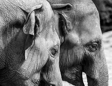 Zwei Elefanten von Nancy Bogaert