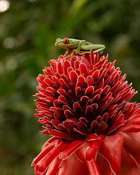 Red eye frog Costa Rica by Tanja de Mooij
