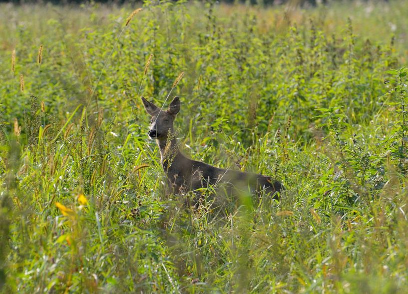 ree in het groen by Petra De Jonge