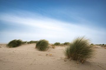 Sich im Wind bewegendes Dünengras am Strand von Sjoerd van der Wal