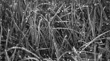 Gras met dauwdruppels in zwart wit van Tesstbeeld Fotografie