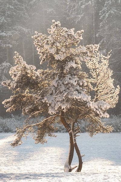 Zonsopgang in de winter op de Schwäbische Alb van Daniel Pahmeier