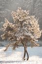 Zonsopgang in de winter op de Schwäbische Alb van Daniel Pahmeier thumbnail