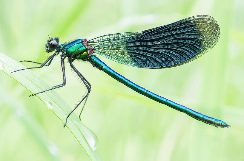 Banded Darter by Jürgen Schmittdiel Photography