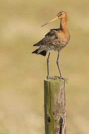 Schwarzschwanzgöttin auf Stelzen im Polder mit Trockenrasen von Jeroen Stel