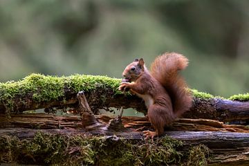 Squirrel. What a candy by Anjella Buckens